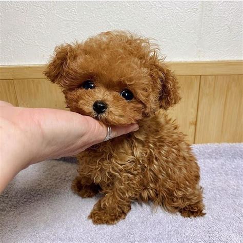 Toy poodle breeders near me - 